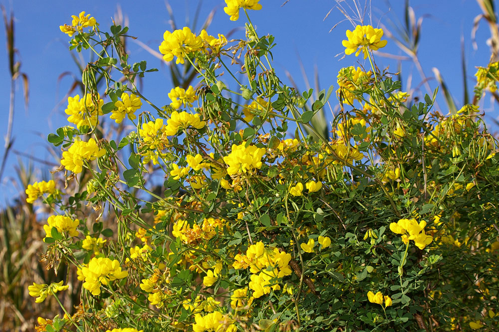 Coronilla emerus ssp. emeroides